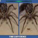 Spider Hidden Difference